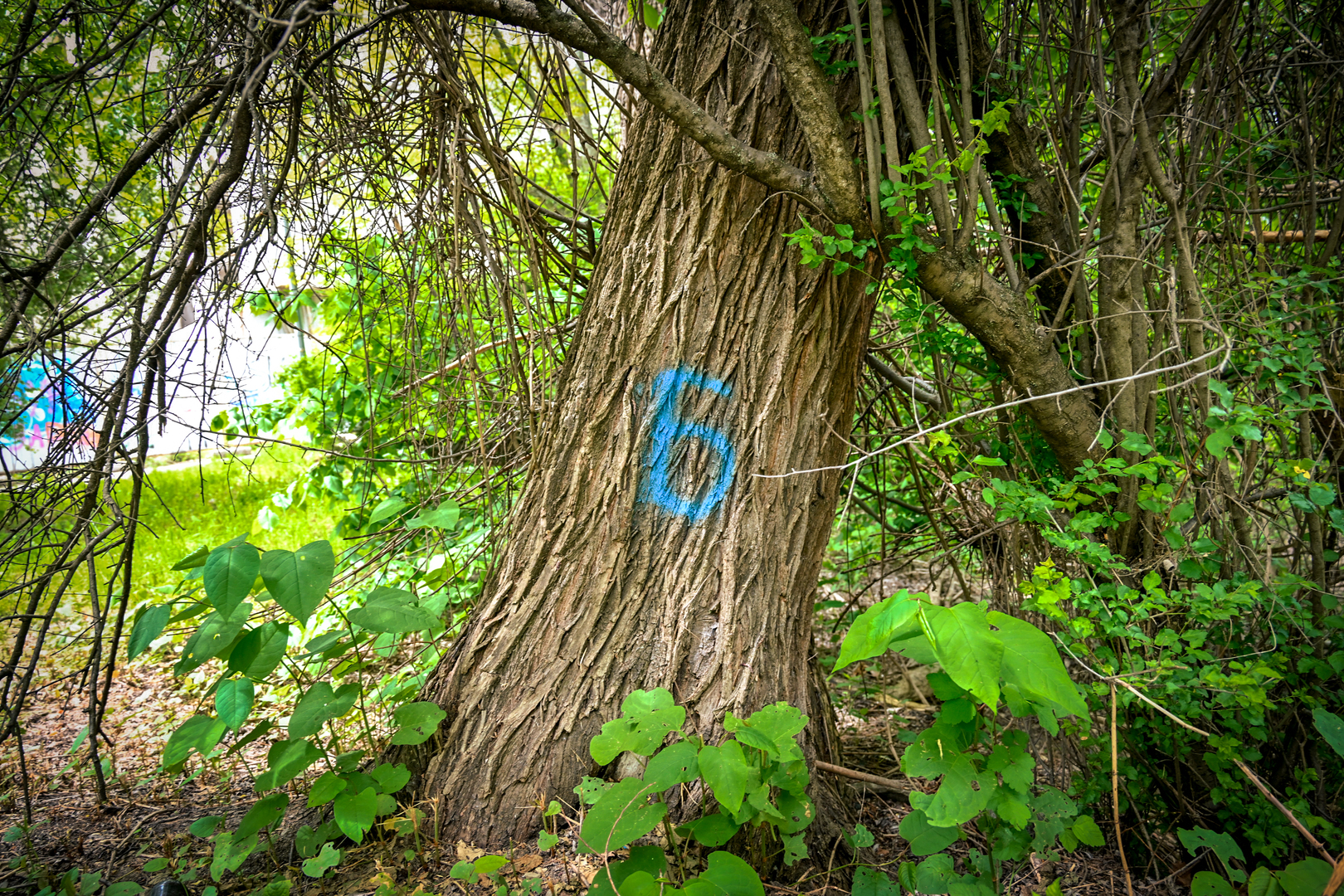 езерата в Южния парк 5