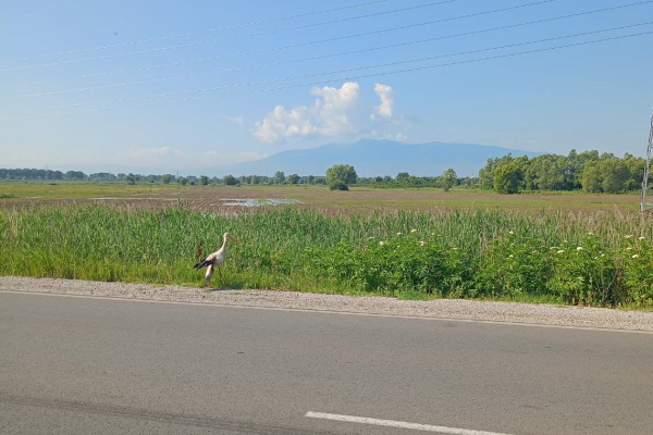 Екип на дирекция „Аварийна помощ и превенция“ спаси щъркел