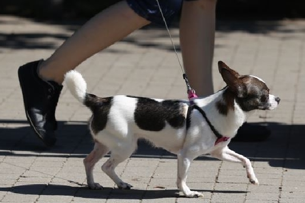 Над 350 собственици на домашни кучета са проверени през юни