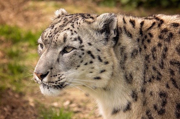 Снежният леопард Никс пристигна в Софийския зоопарк