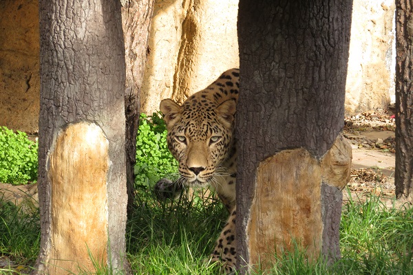 В Софийския зоопарк вече има и женски персийски леопард