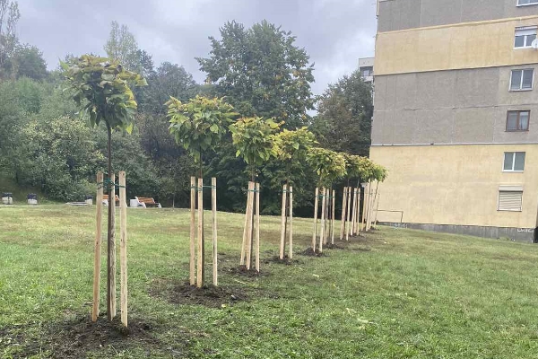До момента са засадени 1125 от есенните широколистни дървета в София