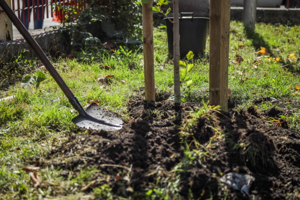 Фандъкова: Започваме засаждането на зелен пояс в дворовете на 26 столични училища