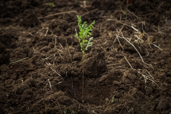 Последен уикенд от Есенния залесителен сезон в Новата гора на София