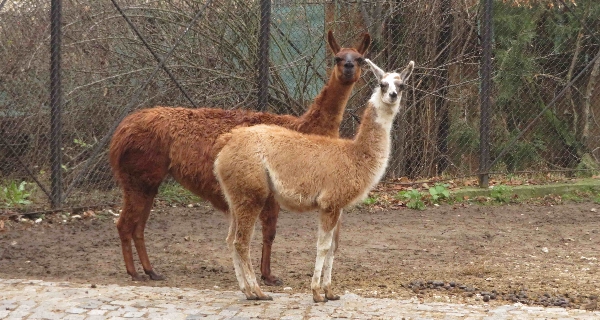 Зоологическата градина – София ще работи във всички празнични дни