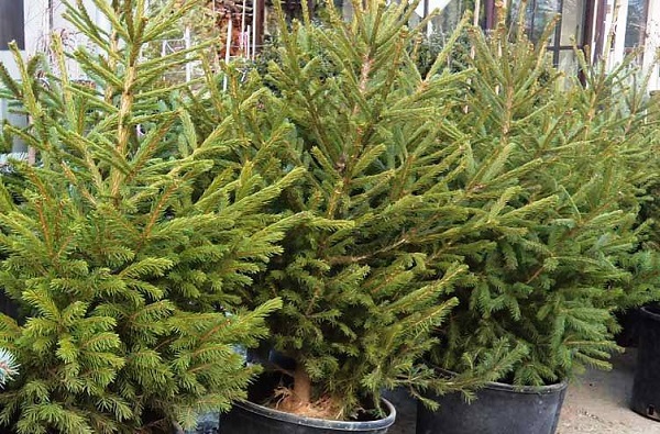 Столичната община събира елхите разделно