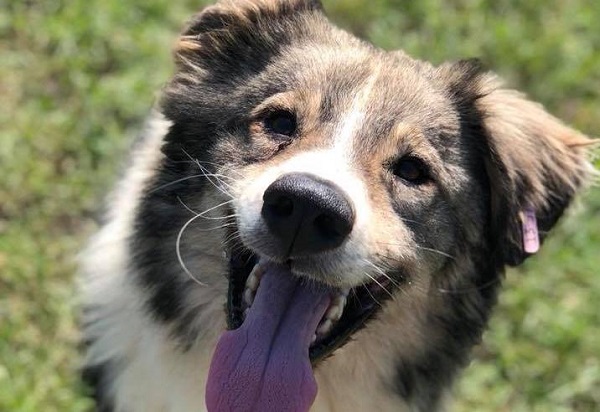 169 кучета от приютите на ОП 