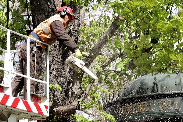 Подменят три напълно сухи дървета в парк „Борисова градина“