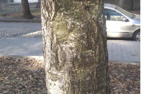 „Зелени системи“ със спешни мерки за спасяване на увредени осем дървета