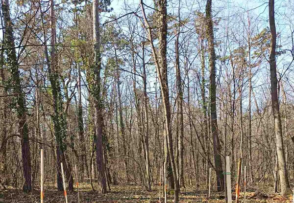 Сребролистни липи засаждат в Лесопарковата част на 