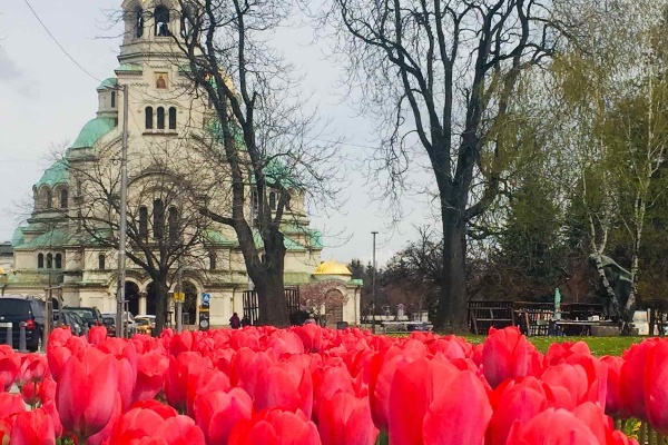 Разцъфнаха лалета в паркове и градини на София