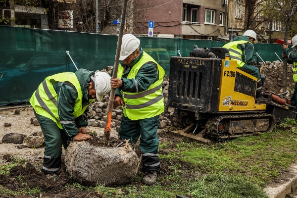 Преместват дървета от площад „Македония“ в Южен парк