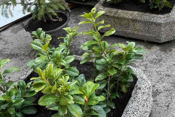 Продължава засаждането на нови дървета