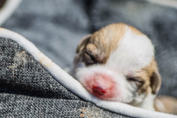 ОП „Екоравновесие“ с кампания за осиновяване на бездомни кучета