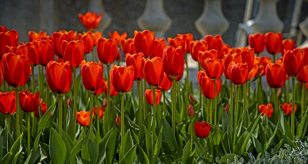 Разцъфнаха лалетата на София
