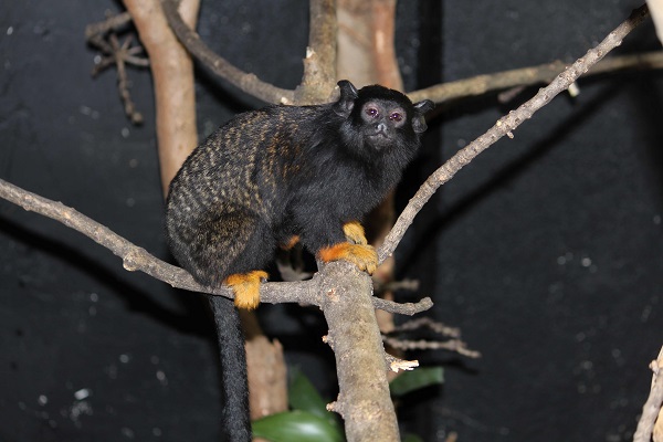 Софийският зоопарк получи златоръки тамарини