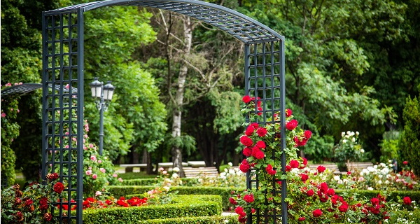 Над 100 вида рози цъфтят в София