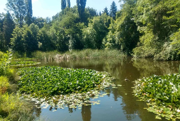Цъфнаха водните лилии в езерото на Южния парк