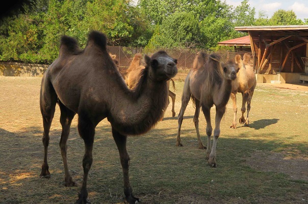 4 нови двугърби камили пристигнаха в Столичния зоопарк