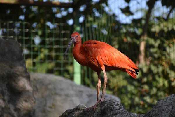 Червени ибиси са новото попълнение в Столичния зоопарк
