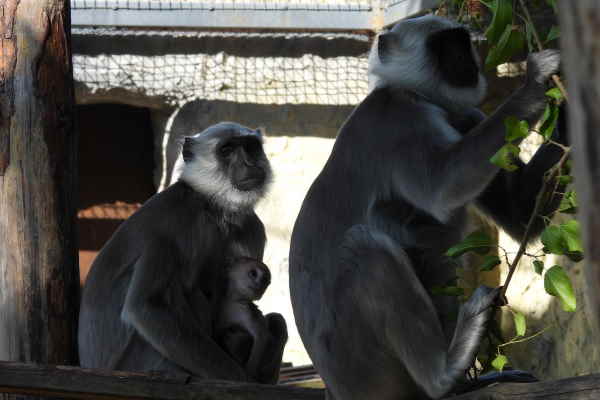 Маймунче от вида Ханумански лангур се роди в Столичния зоопарк