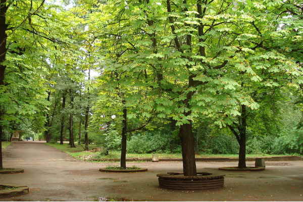 Премахват се сухи и опасни дървета в Борисовата градина
