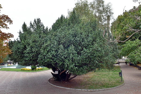 Три вековни дървета в София са обявени за защитени