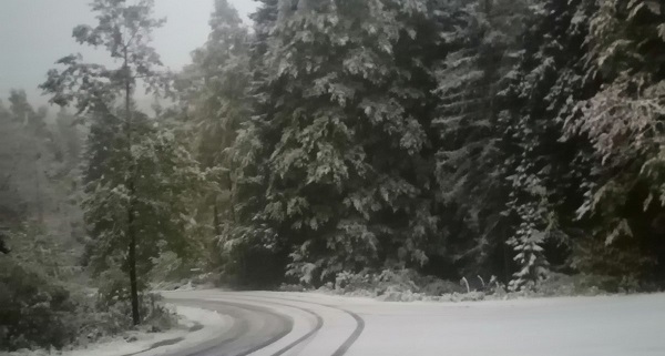 Извършени са обработки в парк 