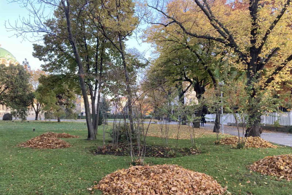 Къде отиват есенните листа на София