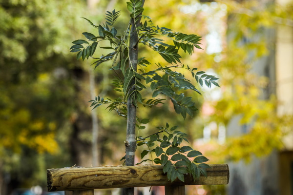 Столична община засажда над 2000 дървета в града тази есен