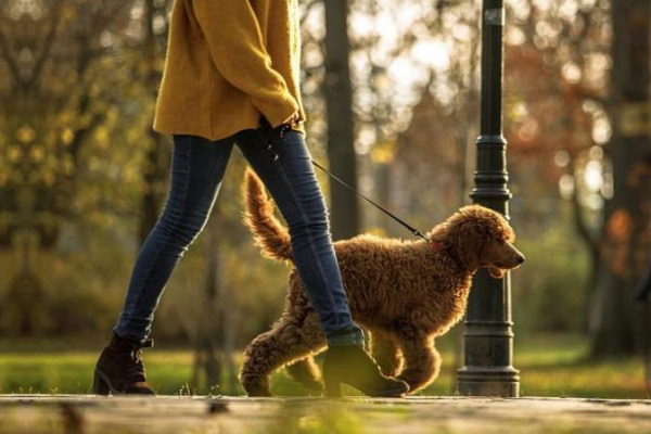 Направени са 536 проверки на стопани на кучета в столичните паркове през последните седмици