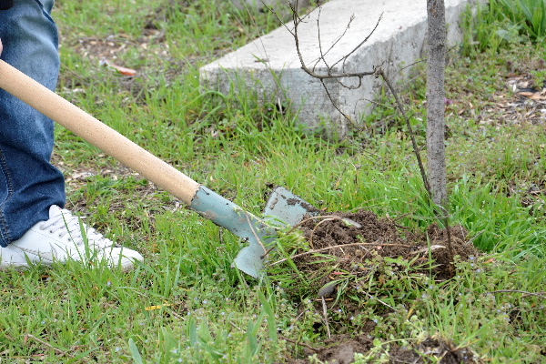 Над 120 дървета са засадени през последната седмица