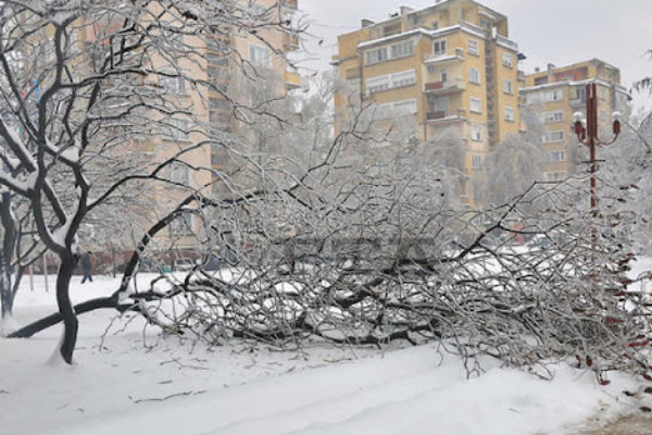 Аварийните екипи на Столична община  премахват счупени клони и дървета в столицата