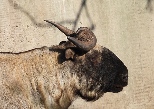 Първият в България такин, застрашен вид тревопасно животно, вече може да се види в Софийския зоопарк