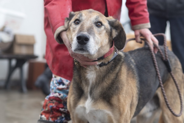 22 кучета от ОП „Екоравновесие“  заминаха  днес за Германия