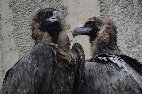 Двойка черни лешояди (картали) бяха пуснати в голямата волиера в Зоологическата градина