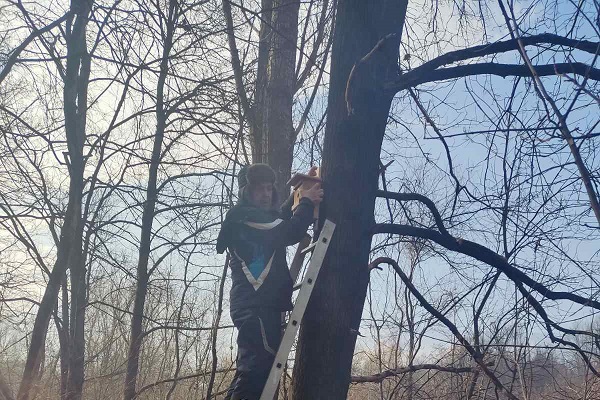 Служители на ОП „Паркове и градски градини“  поставят  къщички за птици в Южния парк