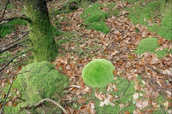 Столичната община предлага местности в Лозенската планина да бъдат обявени за защитени