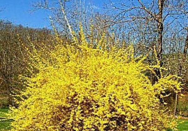 Програма 