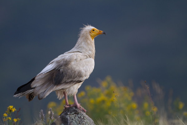 Изложба „Живот за птиците на България“ в Галерия на открито пред НДК (29.04. – 13.05.2022 г.)