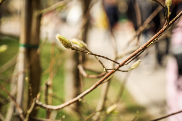 Започна засаждането на алейни дървета в града