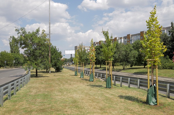 18 нови дървета са засадени в разделителната ивица на бул. „Г. М. Димитров“