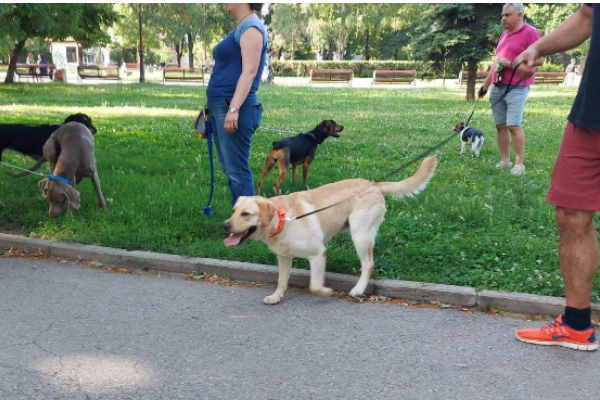 Над 270 стопани на домашни кучета са проверени в парковете и градините в София