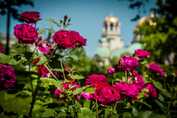 Различни видове рози разцъфнаха в София