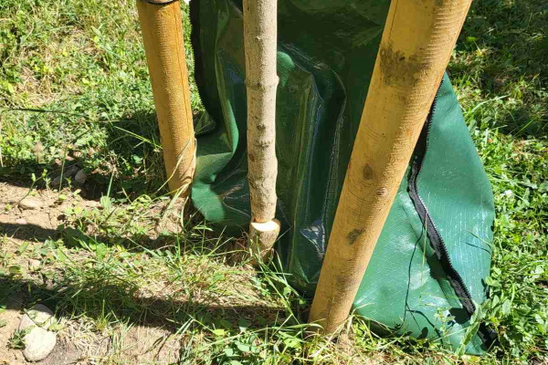 12 новозасадени дървета са безмилостно отрязани