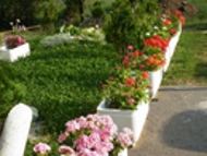 До 6 юли се приемат проекти по програма Зелена София на Столична община