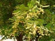 По ул. „Солунска“ са засадени  липи