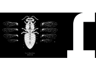 Natura Morta