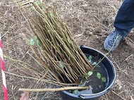 The fifth forestation season will begin on November 9th at Sofia’s New Forest