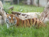 Fandakova: Modernization of the Sofia Zoo continues